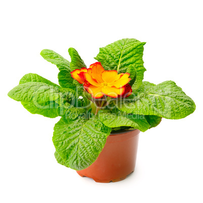 Yellow primrose in flowerpot