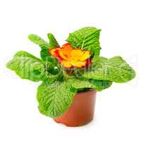 Yellow primrose in flowerpot