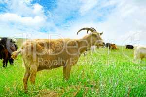 Flock domestic goats grazing on pasture