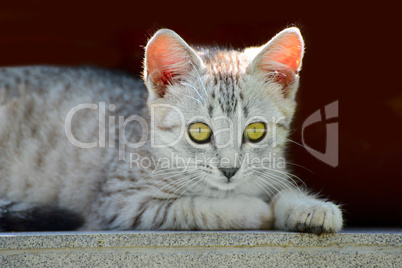 Beautiful little gray kitten