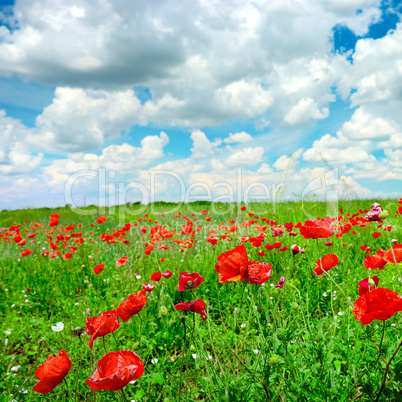 red poppies