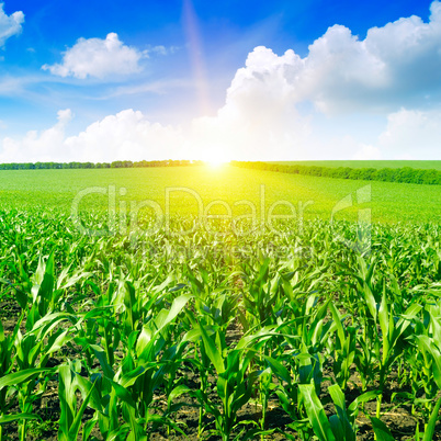 Beautiful sunrise on green cornfield