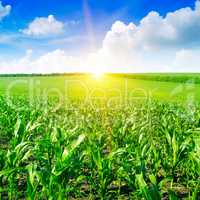 Beautiful sunrise on green cornfield