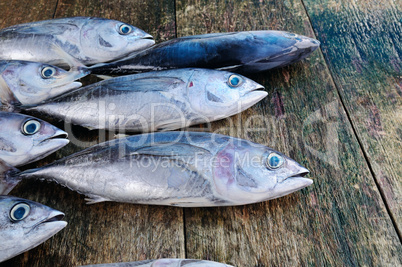 Fish tuna on a wooden background