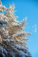Fir covered by snow and sky beautiful landscape