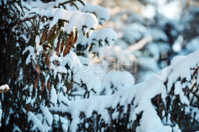 Firtree brunch covered by snow beautiful landscape