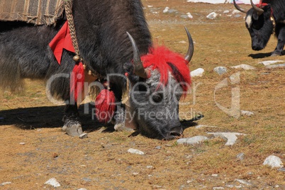 Grazing yak with funny red hairdo