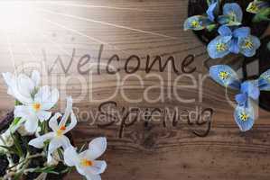 Sunny Crocus And Hyacinth, Text Welcome Spring