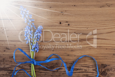 Flat Lay Of Blue Grape Hyacinth, Copy Space