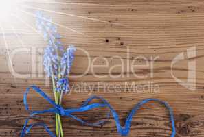 Flat Lay Of Blue Grape Hyacinth, Copy Space