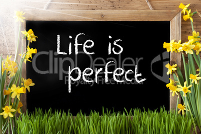 Sunny Spring Narcissus, Chalkboard, Text Life Is Perfect