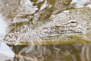 Crocodile eyes in a water