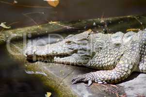 Young crocodile in a lake