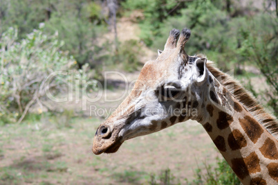 Giraffe head in a park