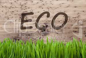 Bright Wooden Background, Gras, Text Eco