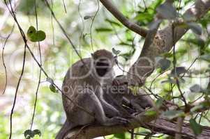Vervet monkey and its young