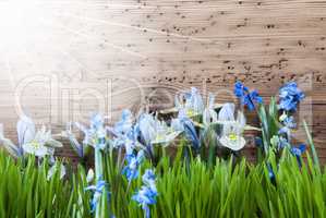 Sunny Spring Meadow With Crocus And Gras, Copy Space