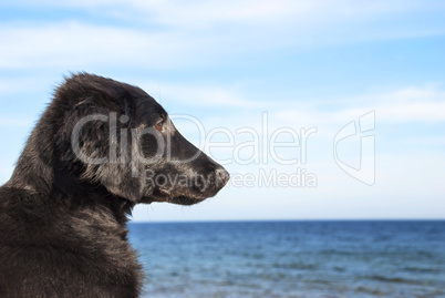 Dog At Ocean, Copy Space