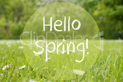 Gras Meadow, Daisy Flowers, Text Hello Spring