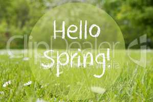 Gras Meadow, Daisy Flowers, Text Hello Spring
