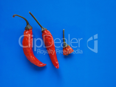 hot chili pepper vegetables over blue with copy space