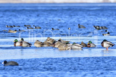 Stockenten im Winter