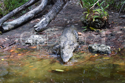 Crocodile coming from the bank towards