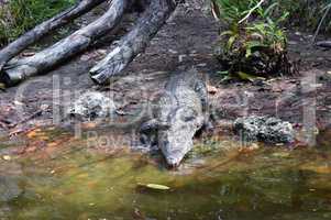 Crocodile coming from the bank towards