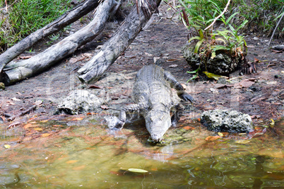 Crocodile coming from the bank