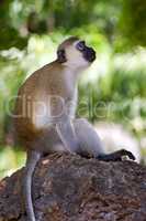 Monkey vervet posed on a rock