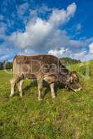 Brown cow in an Alpine meadow