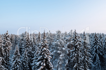 Russian winter forest beautiful landscape