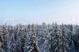 Russian winter forest beautiful landscape
