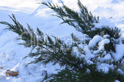 snow, branch, Bush, cold, winter, snowflake, frost