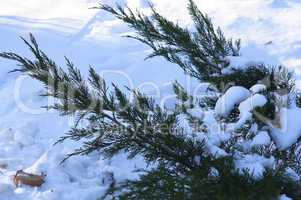 snow, branch, Bush, cold, winter, snowflake, frost