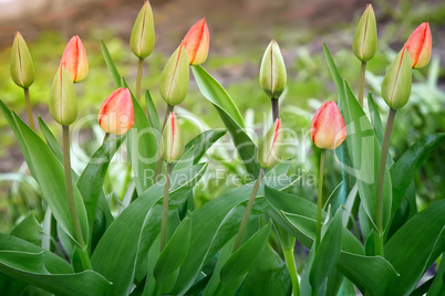 Buds and green leaves tulips