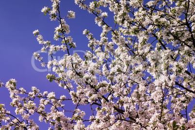A branch of Apple blossoms against the blue sky.