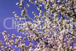 A branch of Apple blossoms against the blue sky.