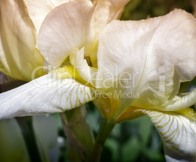 Blooming in the garden, pale yellow irises.