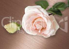 Flower pale pink roses with leaves.