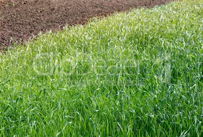 Young green shoots of winter wheat.