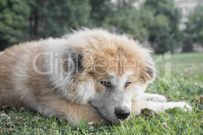 Close up portrait of young akita inu dog.