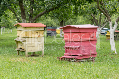 Beehives with bees in a honey farm.