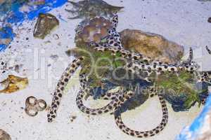 Spotted snake eel in red sea photo