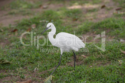 Little white Egret, Egreta garzetta