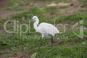 Little white Egret, Egreta garzetta