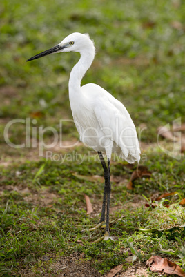 Little white Egret, Egreta garzetta