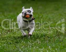 French bulldog with ball playing on green grass