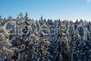 Russian winter forest and sky beautiful landscape