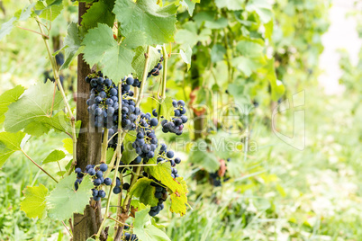 Red vine grapes in Switzerland in summer